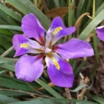 Iris unguicularis /100rh — Iris d'Alger