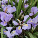 Iris unguicularis /100rh — photo 6