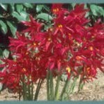Rhodophiala bifida