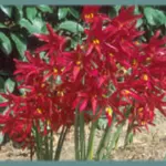 Rhodophiala bifida