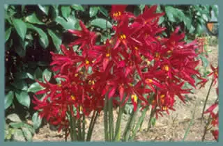 Rhodophiala bifida