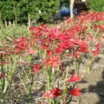 Rhodophiala bifida — Hippeastrum