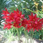 Rhodophiala bifida — spathacea