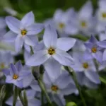 Ipheion uniflorum Summerskies