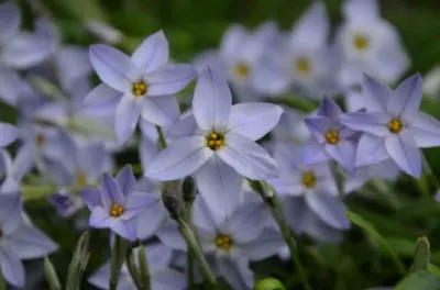 Ipheion uniflorum Summerskies
