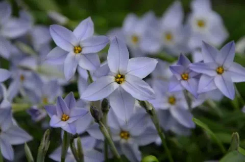 Ipheion uniflorum Summerskies