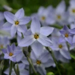 Ipheion uniflorum Summerskies