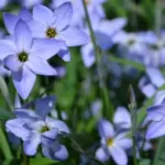 Ipheion uniflorum Summerskies — photo 2