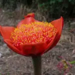 Haemanthus coccineus