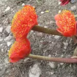 Haemanthus coccineus — Haemanthus