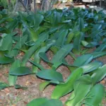 Haemanthus coccineus — coccineus