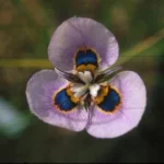 Moraea villosa