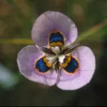 Moraea villosa
