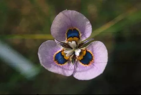 Moraea villosa