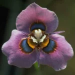 Moraea villosa — photo 2