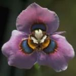 Moraea villosa — moraea