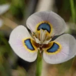 Moraea villosa — photo 3