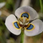Moraea villosa — villosa