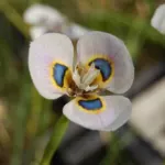 Moraea villosa — photo 4