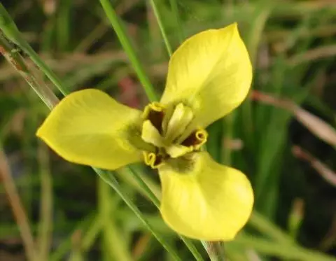 Moraea bellendinii