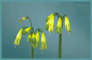 Phaedranassa viridiflora