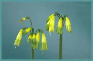 Phaedranassa viridiflora