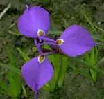 Moraea tripetala