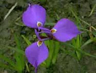 Moraea tripetala