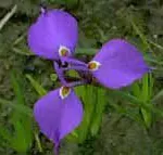 Moraea tripetala