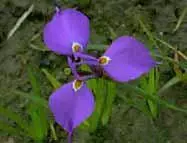 Moraea tripetala
