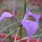 Moraea tripetala — Moraea