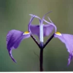 Moraea tripetala — tripetala