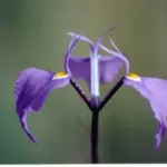 Moraea tripetala — tripetala
