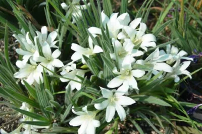Babiana &lsquo;alba&rsquo;