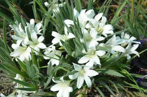 Babiana &lsquo;alba&rsquo;