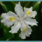 Iris formosana