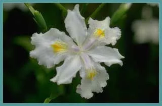 Iris formosana