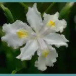 Iris formosana
