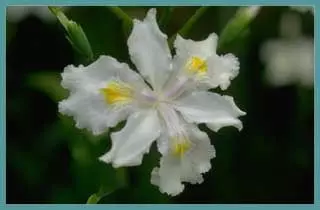 Iris formosana