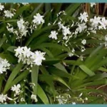 Iris formosana — formose
