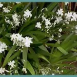 Iris formosana — formose