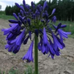 Agapanthus inapertus inapertus hybride