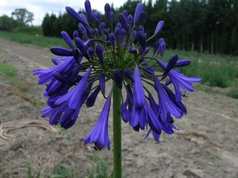 Agapanthus inapertus inapertus hybride