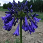 Agapanthus inapertus inapertus hybride
