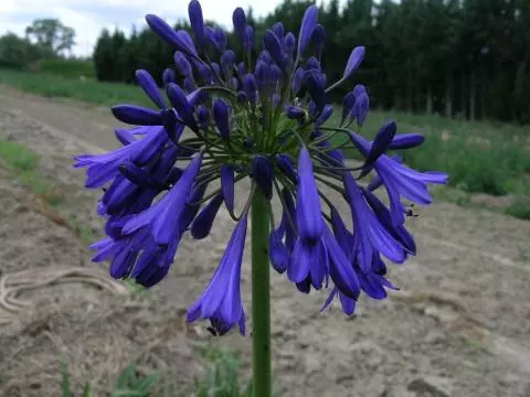Agapanthus inapertus inapertus hybride