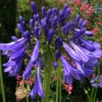 Agapanthus inapertus inapertus hybride — Agapanthus