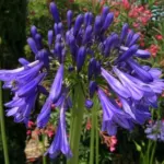 Agapanthus inapertus inapertus hybride — Agapanthus