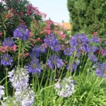 Agapanthus inapertus inapertus hybride — inapertus