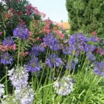 Agapanthus inapertus inapertus hybride — inapertus