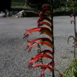 Chasmanthe bicolor (/100)